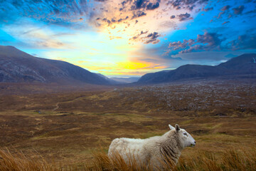 Fototapeta premium lone sheep in front of a scenic view in the highlands