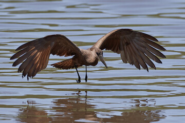 Hamerkop (Scopus umbretta)
