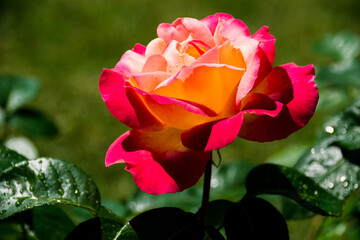 pink rose in garden