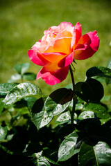 pink rose in garden