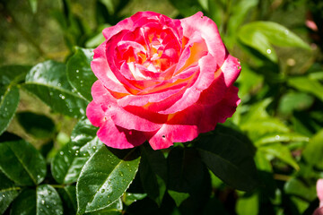Obraz premium pink rose in garden
