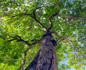 Naklejka premium Looking up to a large green tree from bottom