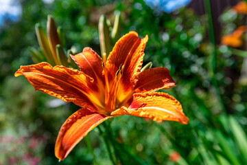 Orange daylily on nature, close-up