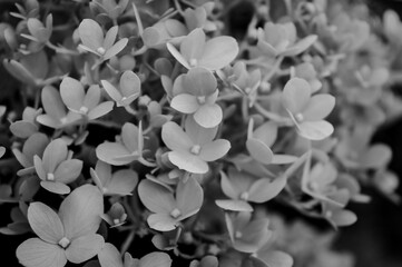 black and white flowers