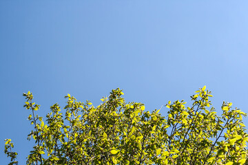 young tree leaves blooming in springtime in a sunny day with a clear blue sky