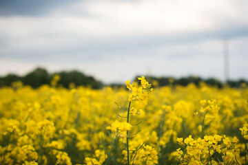 Obraz premium yellow rapeseed fields in springtime