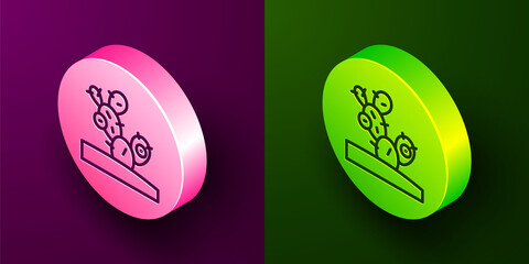 Isometric line Cactus icon isolated on purple and green background. Circle button. Vector.