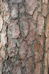 old tree bark