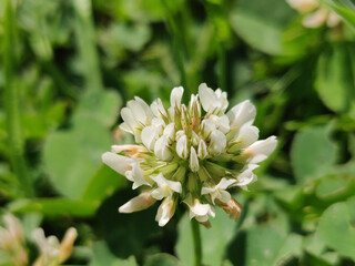 white clover flowers in the springtime