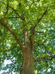 Quercus cerris, Chêne chevelu ou chêne de Bourgogne, grand arbre au feuillage dense plus ou moins ondulé de couleur vert luisant en dessus, plus pâle en dessous en été