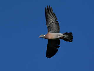Common wood pigeon (Columba palumbus) in flight with blue skies in the background