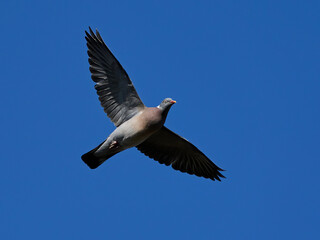 Obraz premium Common wood pigeon (Columba palumbus) in flight with blue skies in the background