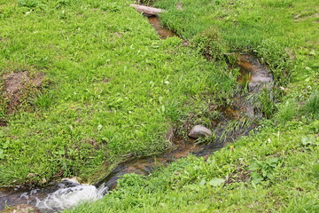 A small meandering stream among green grass on a meadow on a summer day, a natural European landscape