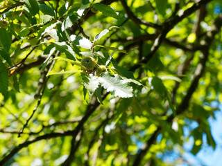 Quercus cerris, chêne chevelu aux rameaux garnis d'un feuillage vert sombre, oblongues, marginé...