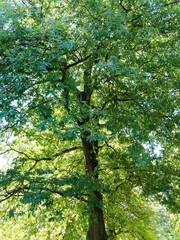 Fototapeta na wymiar Quercus cerris, Chêne chevelu ou chêne de Bourgogne, grand arbre au feuillage dense plus ou moins ondulé de couleur vert luisant en dessus, plus pâle en dessous en été