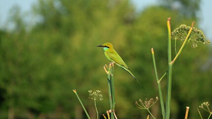 bee eater bird