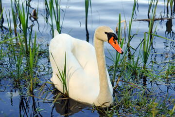 Jezioro Kamień gm. Szemud, łabędź  © Izabela