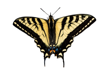 Western Tiger Swallowtail (Papilio rutulus) on White Background