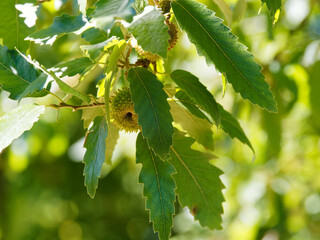 Quercus cerris, chêne chevelu aux rameaux garnis d'un feuillage vert sombre, oblongues, marginé...