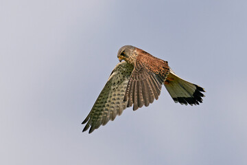 Common kestrel (Falco tinnunculus)