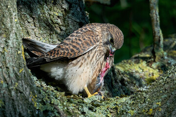 Common kestrel (Falco tinnunculus)