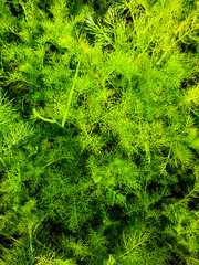 background of green leaves