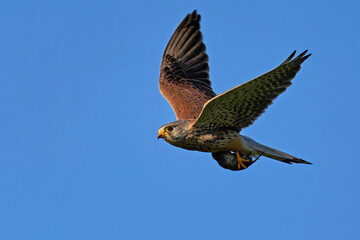 Common kestrel (Falco tinnunculus)