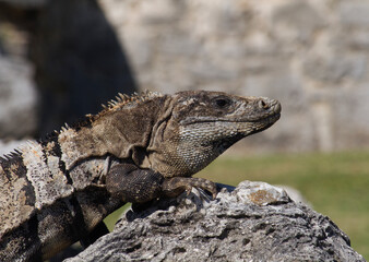 Wildlife. Closeup of an iguana standing on a rock in the mayan ruins of Tulum. 