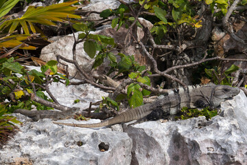 Wildlife. Reptiles. Iguana and baby iguana camouflaged in the rocks and vegetation in the mayan ruins of Tulum, Mexico. 