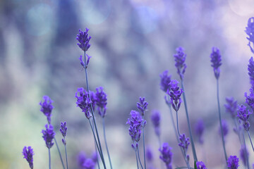 lavender flowers, dremy blurry lights