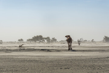 Two camels in the dust storm, Chad
