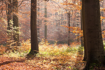 forest dressed with beautiful autumn colors