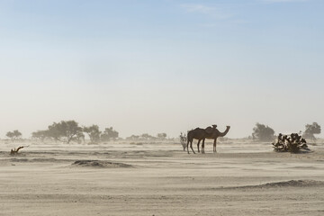 Fototapeta na wymiar Two camels in the dust storm, Chad