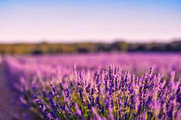 Obraz premium Briuhega, Spain: 07.04.2020; The violet field on the sunset