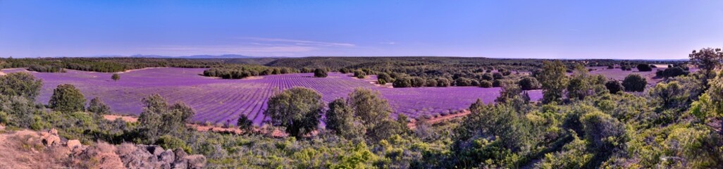 Briuhega, Spain: 07.04.2020; The panorama of violet  lavender field