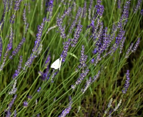 Kolorowe motyle  © merko