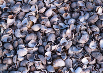 Beach with clam shell