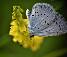 Kolorowe motyle  © merko