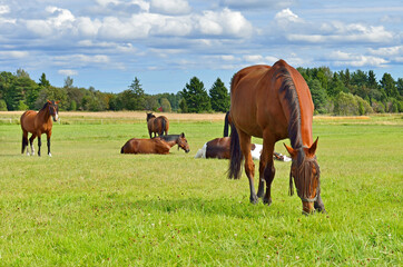 Naklejka premium Horses on green field in summer. Aland Islands