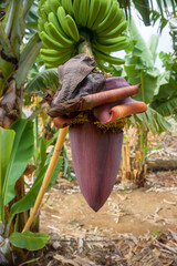 Banana plant blossom. Banana plantation in San Juan de la Rambla, Tenerife, Canary Islands, Spain.