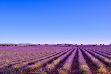 Briuhega, Spain: 07.04.2020; The violet rows of  lavender field