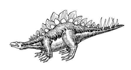 prehistoric Jurassic reptile, herbivorous stegosaurus dinosaur with a crest & spines on its tail, vector illustration with black ink lines isolated on a white background in a hand drawn style