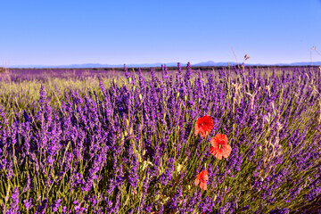 Fototapeta premium Briuhega, Spain: 07.04.2020; The poppy on the middle of lavender field
