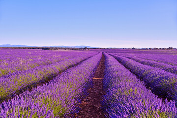 Obraz na płótnie Canvas Briuhega, Spain: 07.04.2020; The landscape of blossoming rows of lavender field