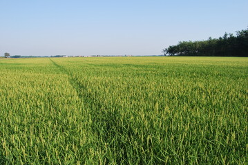 
rice field with green rice and side trees