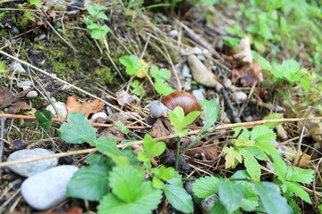 snail in the forest