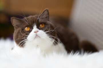Britisch Kurzhaar Katze Kitten vom Züchter - sehr edel und typvoll in chocolate-white