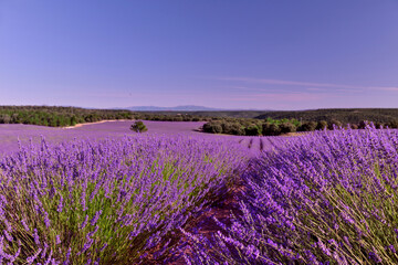 Fototapeta na wymiar Briuhega, Spain: 07.04.2020; The big ocean of lavender field