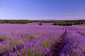 Briuhega, Spain: 07.04.2020; The landscape of beautiful extended lavender field