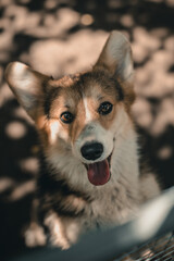 Welsh Corgi Pembroke